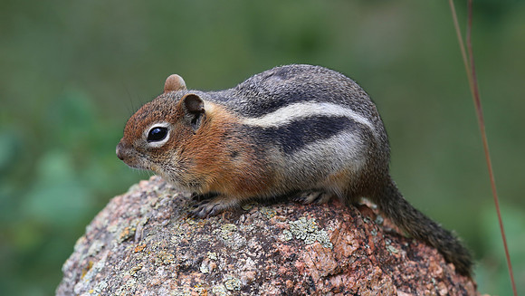 Golden Mantled Ground Squirrel - Pikes Peak, Colorado