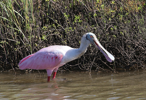 Roseate Spoonbill - Galveston, Texas