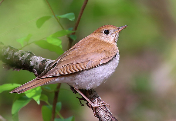 Veery - Palos Forest Preserve