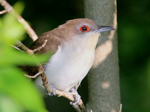 Black-billed Cuckoo - McCluaghrey Springs Woods, Palos
