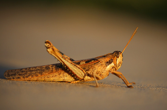 Gray Bird Grasshopper - Camarillo, California