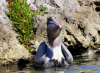 Brown Pelican - Cozumel, Mexico
