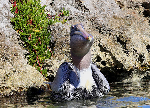 Brown Pelican - Cozumel, Mexico