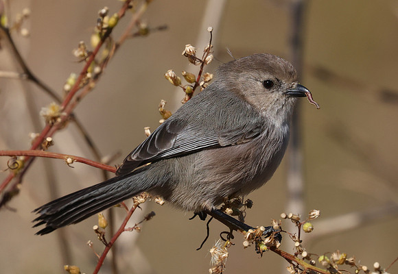 Bushtit - Ventura, California
