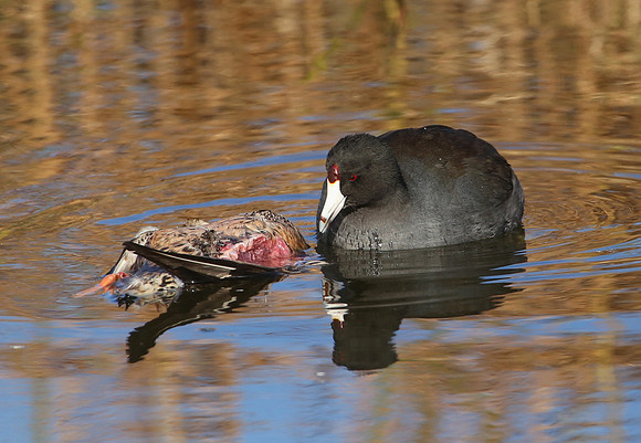 American Coot scavenging a duck