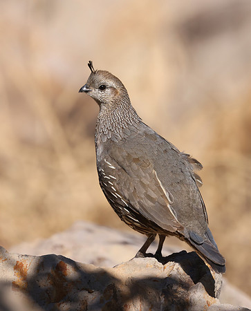 California Quail - Camarillo, CA