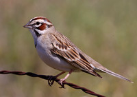 Lark Sparrow - Malibu, California