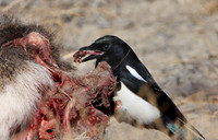 Black-billed Magpie - Yellowstone National Park
