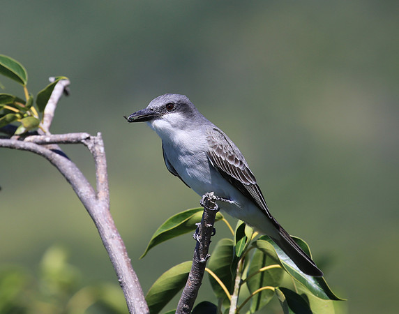 Gray Kingbird - Saint Kitts