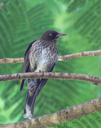 Pearly-eyed Thrasher - Saint Kitts