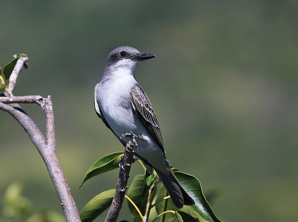 Gray Kingbird - Saint Kitts