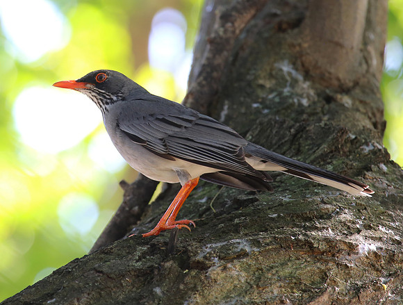 Red-legged Thrush - Puerto Rico
