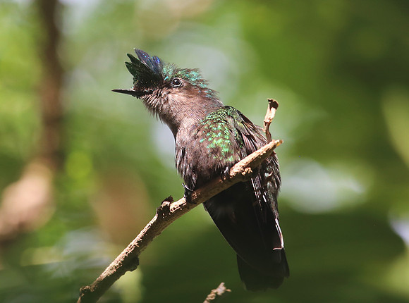 Antillean Crested Hummingbird - Saint Lucia
