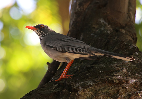 Red-legged Thrush - Puerto Rico