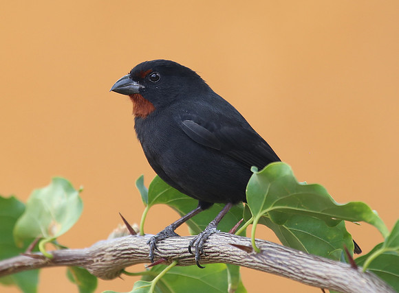 Lesser Antillean Bullfinch - Saint Kitts