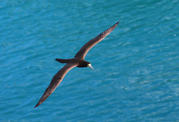 Brown Booby - Lesser Antilles