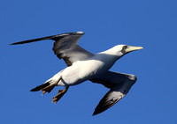 Masked Booby - Lesser Antilles