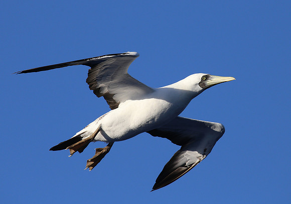 Masked Booby - Lesser Antilles