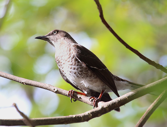 Scaly-breasted Thrasher - Saint Kitts