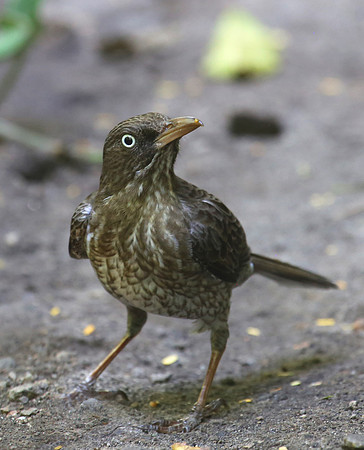 Pearly-eyed Thrasher - Saint Kitts
