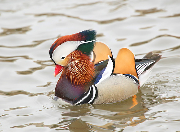 Mandarin Duck - Orland Park, Illinois