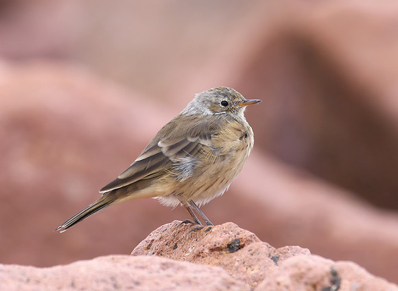 American Pipit - Pikes Peak, Colorado