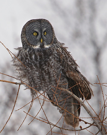 Great Gray Owl - Sax-Zim Bog, Minnesota