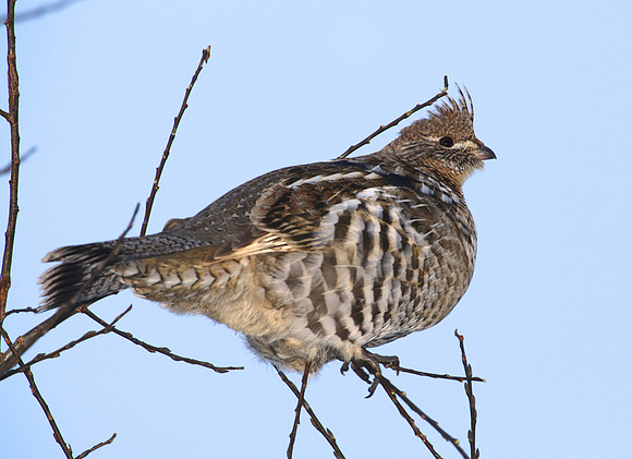 Ruffed Grouse - Sax-Zim Bog, Minnesota