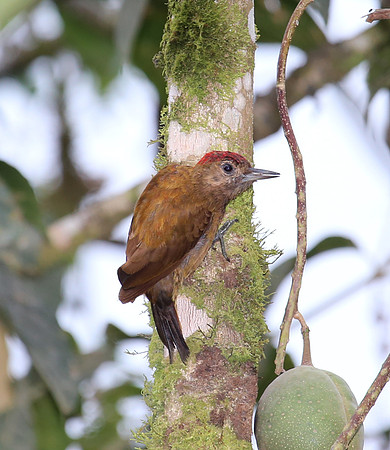 Smoky-brown Woodpecker - Mindo, Equitor
