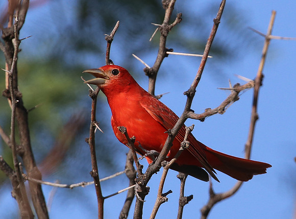 Summer Tanager - Big Bend National Park, Texas