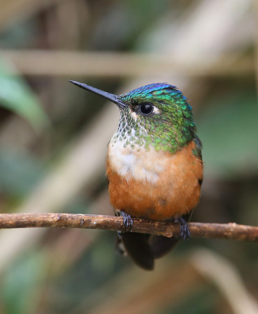 Violeet-tailed Sylph female - Mindo, Ecuador