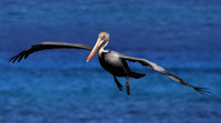 Brown Pelican - Cozumel, Mexico
