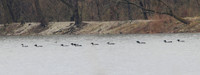 Common Loons - Saganashkee Slough, Illinois