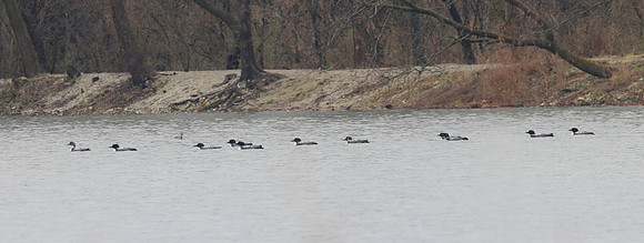 Common Loons - Saganashkee Slough, Illinois