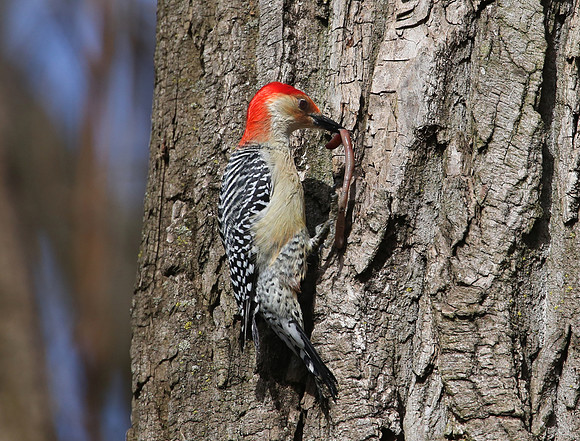 Red-bellied Woodpecker with worm - Whistler's Woods, Illinois