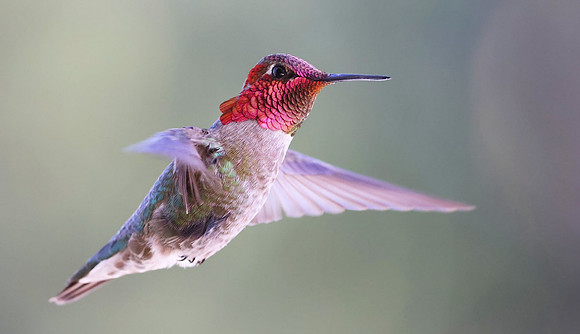 Anna's Hummingbird - Camarillo, California