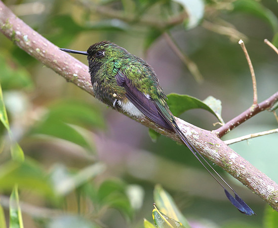 Booted Racket-tail - Mindo, Ecuador