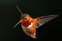 Hummingbirds and Swifts