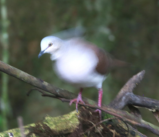 Pallid Dove - Mindo, Ecuador