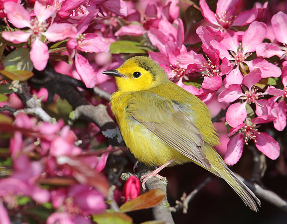 Hooded Warbler (Female) - Montrose