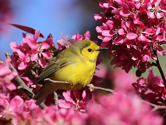 Hooded Warbler (Female) - Montrose