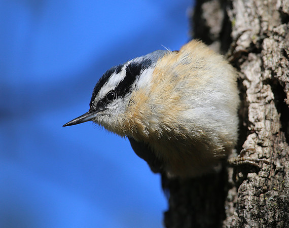 Red-breasted Nuthatch - Montrose.  Chicago, Illinois