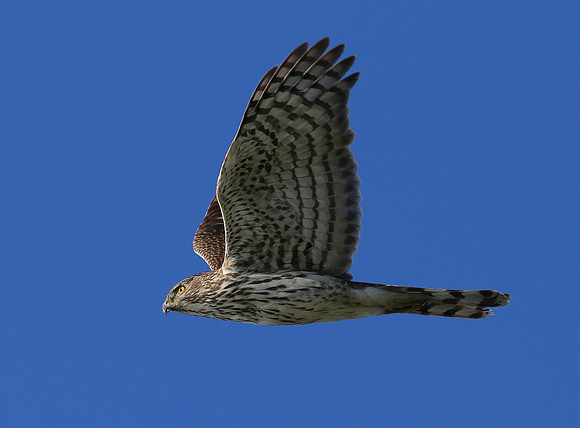 Cooper's Hawk - Montrose