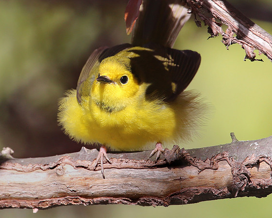 Hooded Warbler - Montrose.