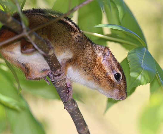 Eastern Chipmunk - Montrose.