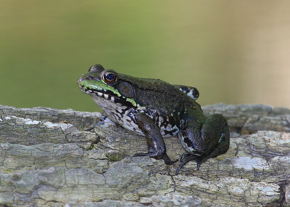 Green Frog - McClaughrey Springs, Palos.  Illinois.