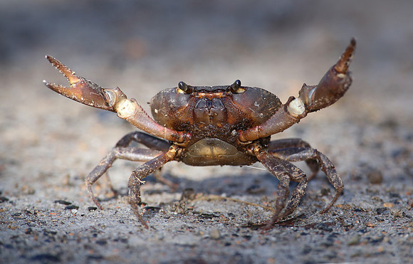 Crab - Mindo, Ecuador