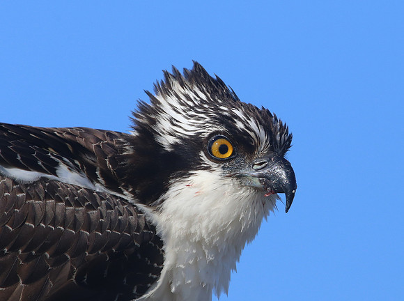 Osprey - Anahuac NWR, Texas