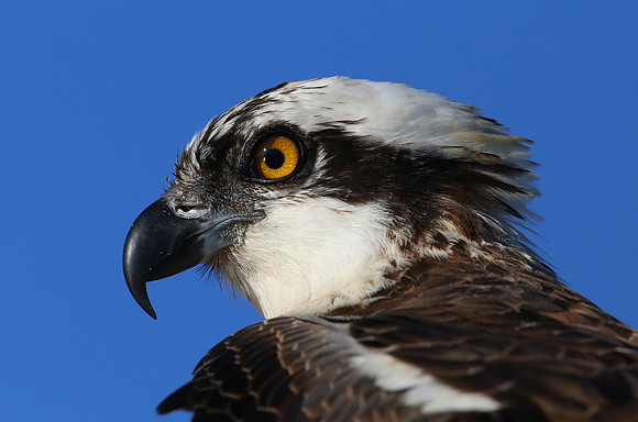 Osprey  - Anahuac NWR, Texas
