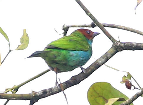 Bay-headed Tanager - Mindo, Ecuador